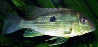 geophagus