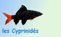 Cyprinidé