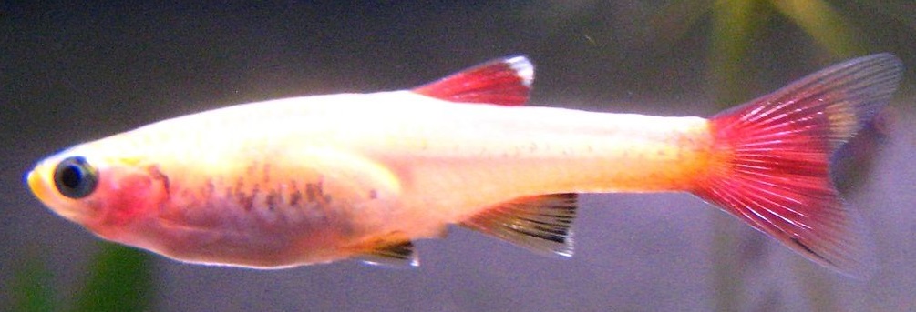 tanis gold