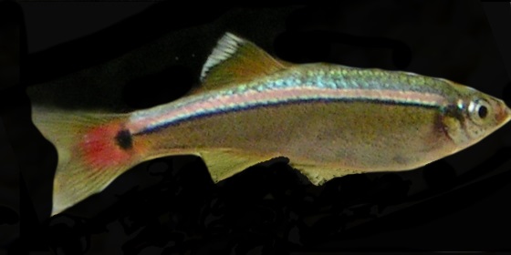 tanichthis
